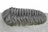 Fantastic Morocops Trilobite - Ofaten, Morocco #291847-3